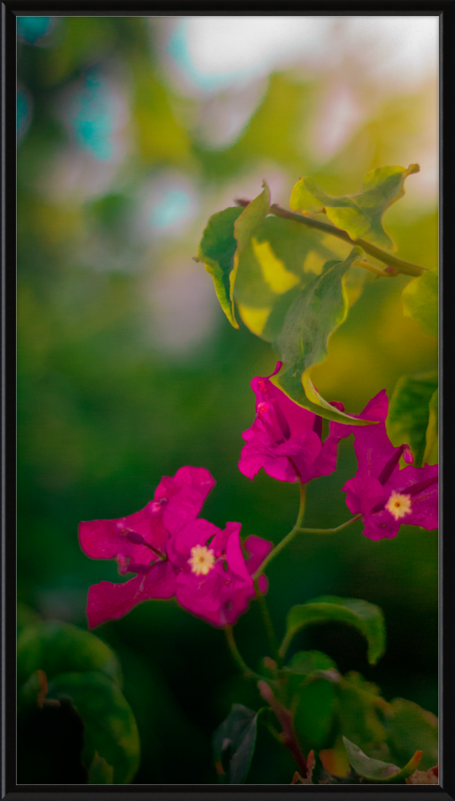 Flowers 2