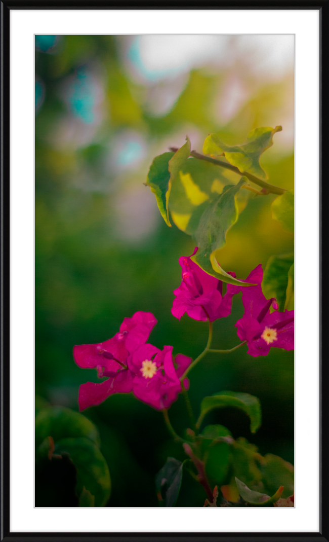 Flowers 2