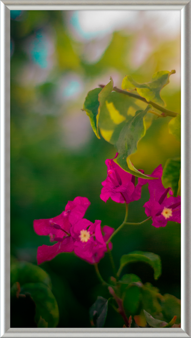 Flowers 2