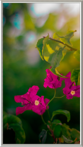 Flowers 2