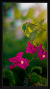 Flowers 2