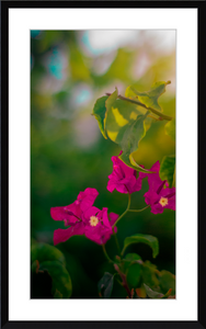 Flowers 2