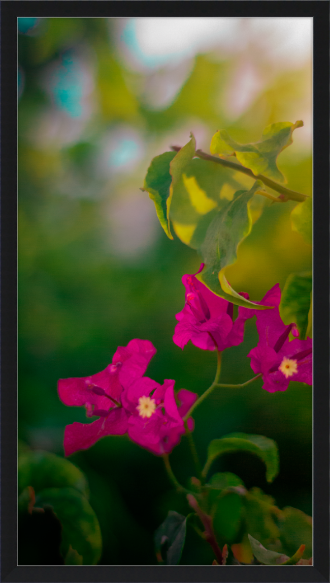Flowers 2