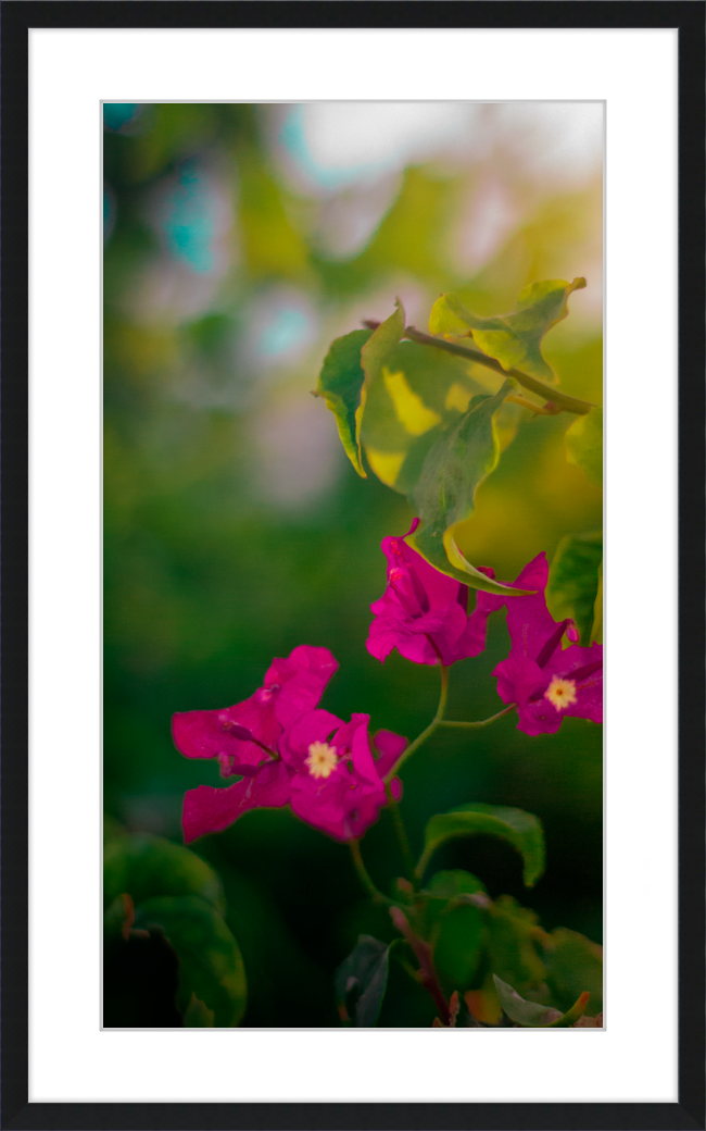 Flowers 2