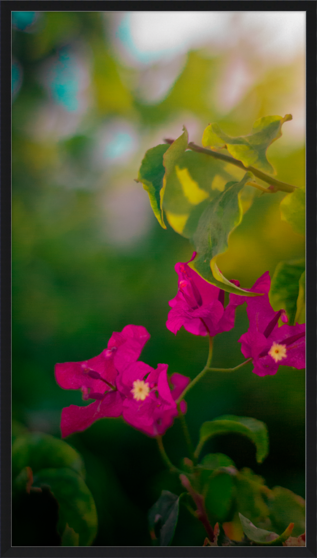 Flowers 2