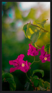 Flowers 2