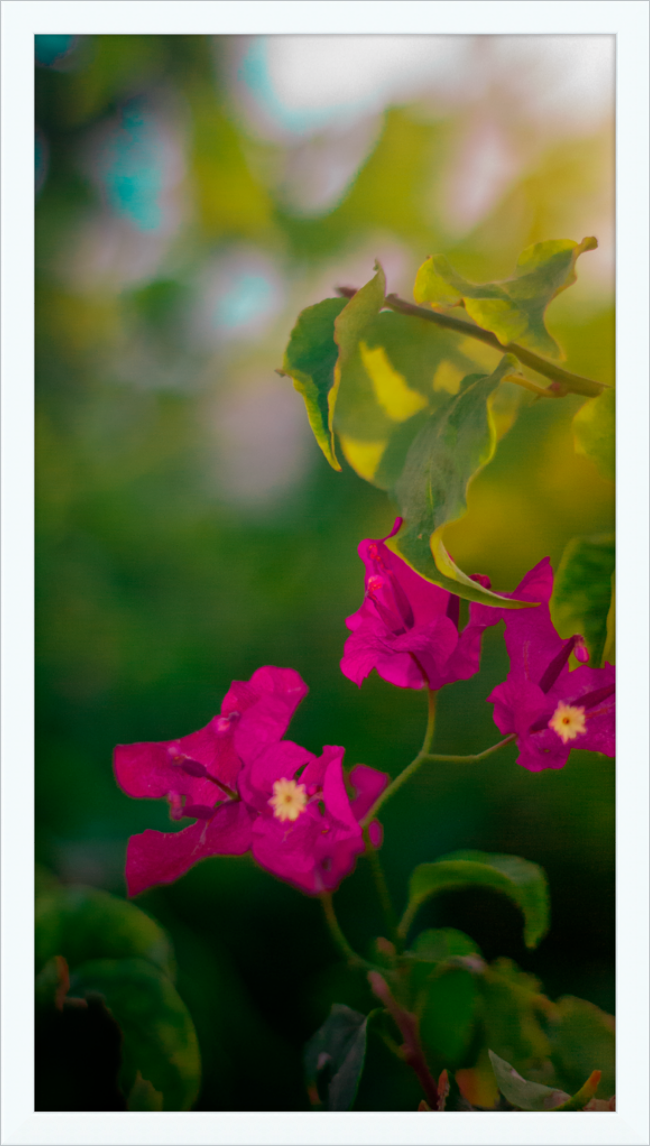 Flowers 2