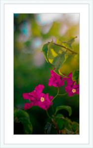 Flowers 2