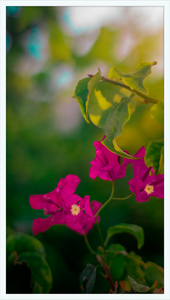 Flowers 2
