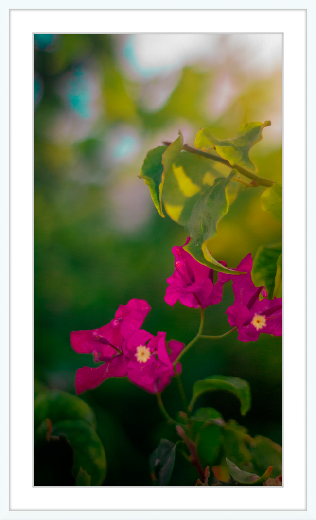 Flowers 2