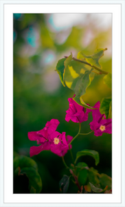 Flowers 2