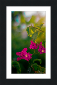 Flowers 2
