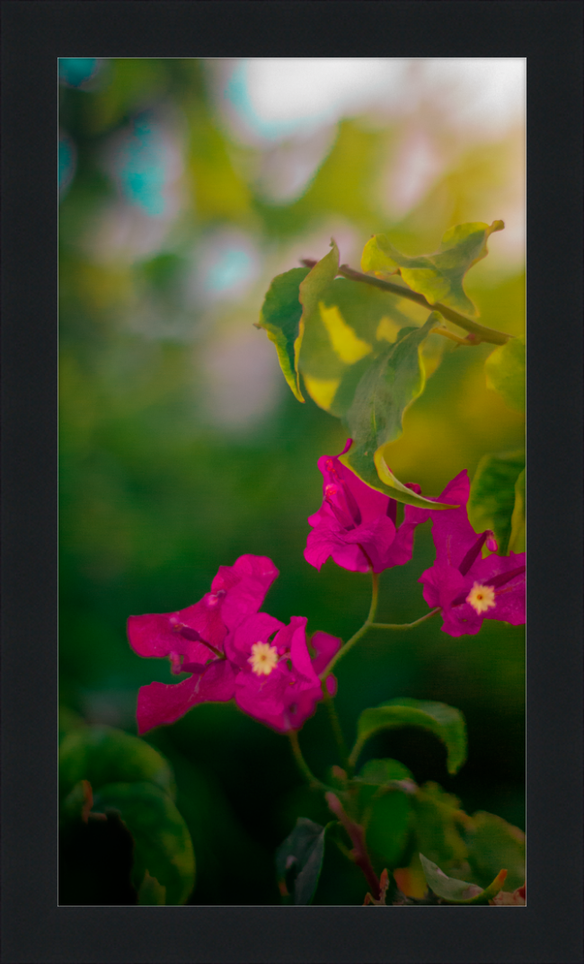 Flowers 2