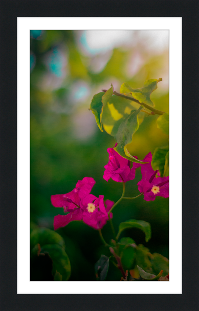 Flowers 2
