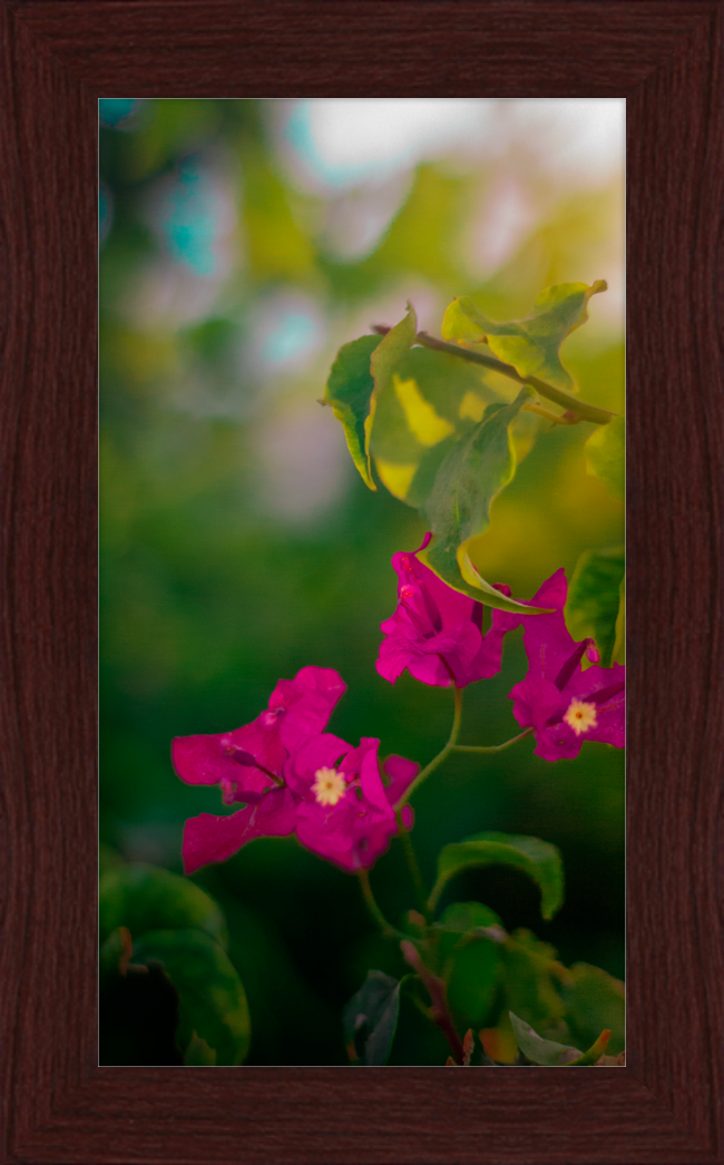 Flowers 2