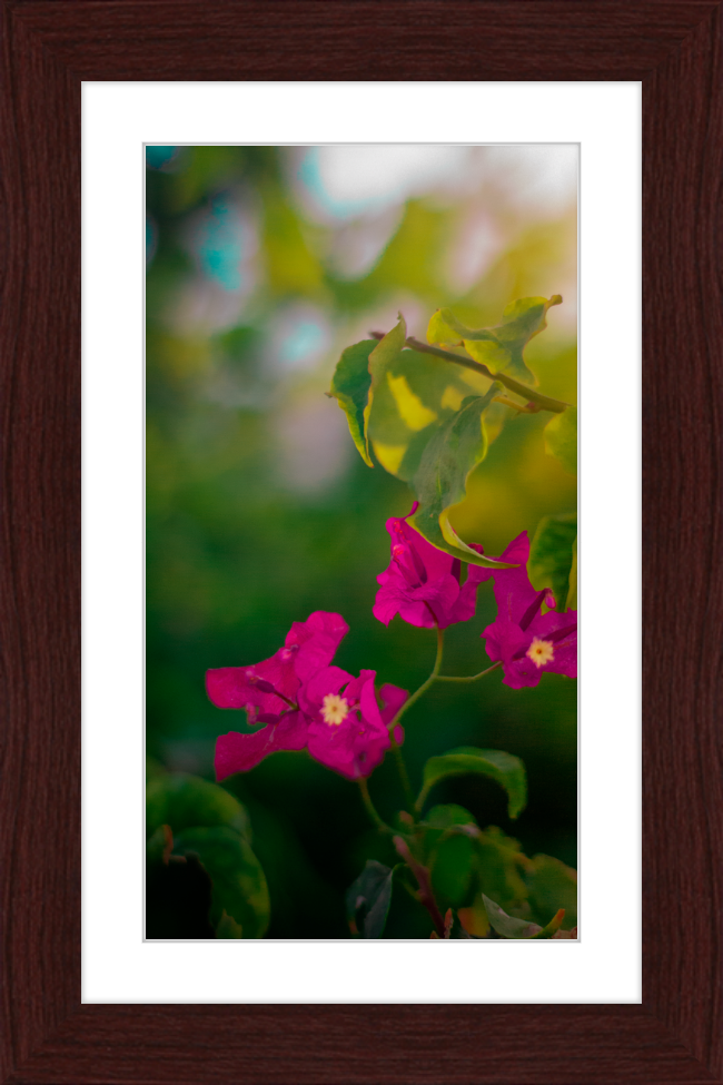Flowers 2