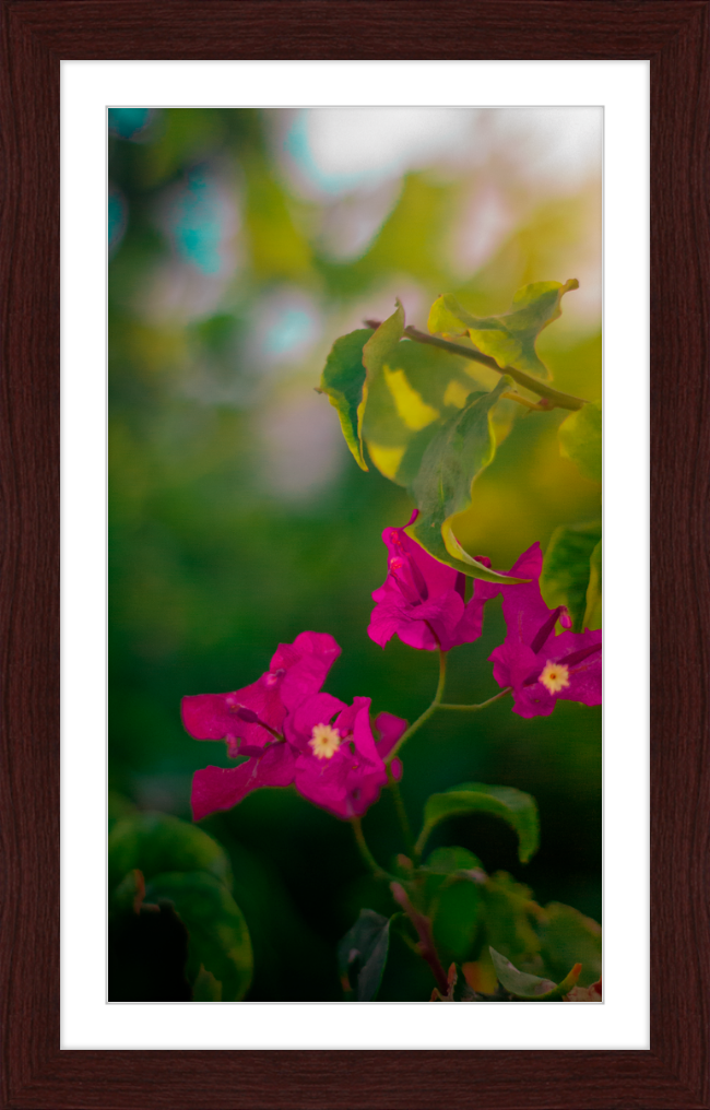 Flowers 2