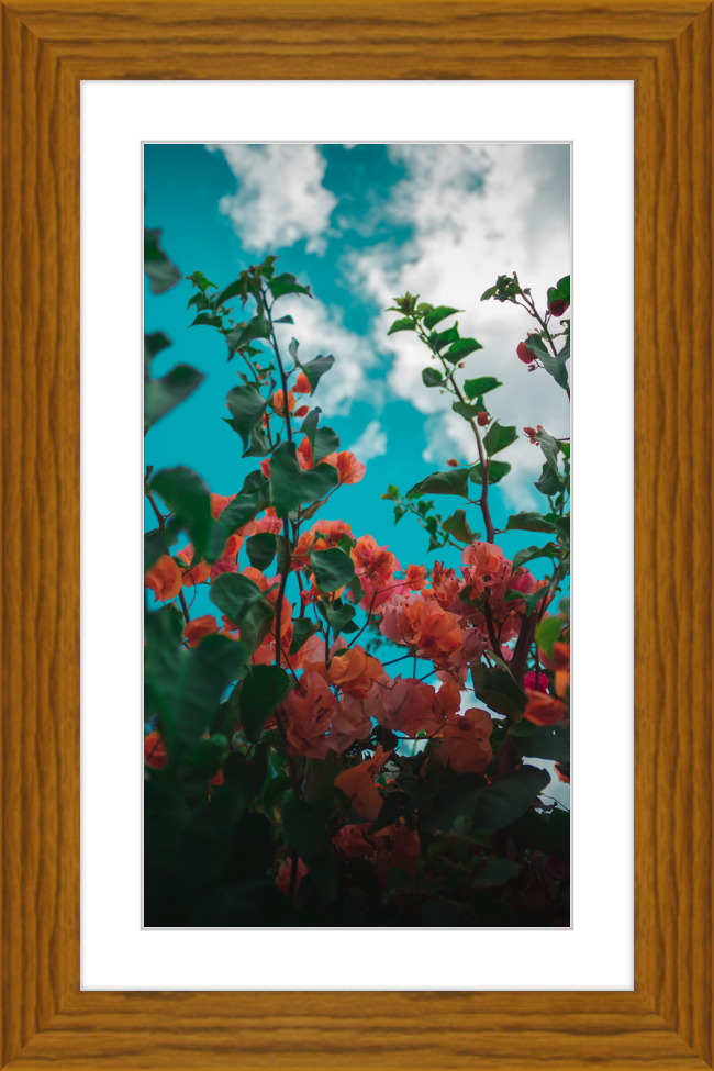 Flowers