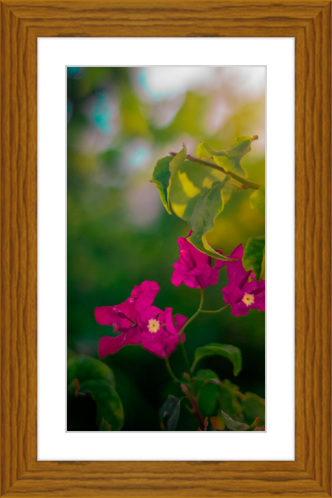 Flowers 2