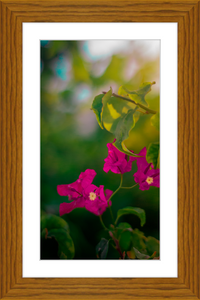 Flowers 2