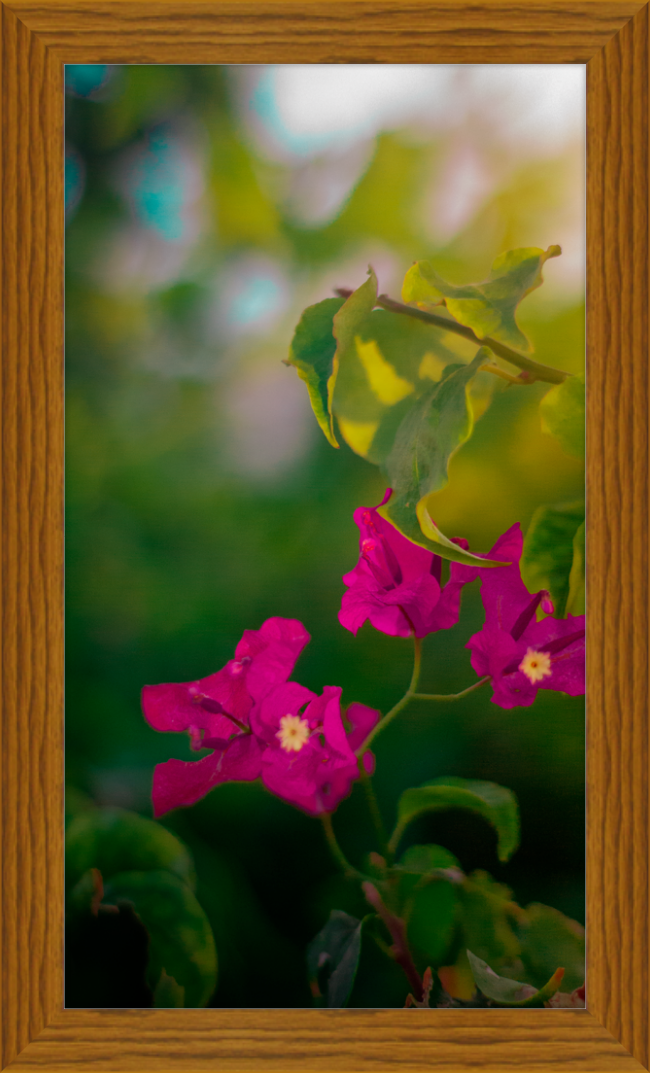 Flowers 2