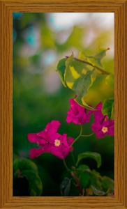 Flowers 2