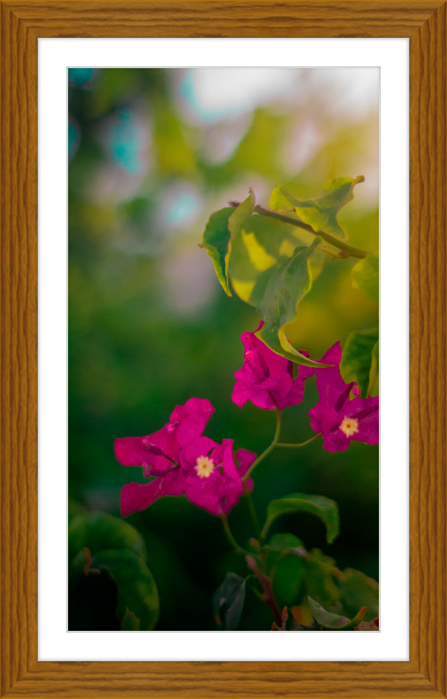 Flowers 2