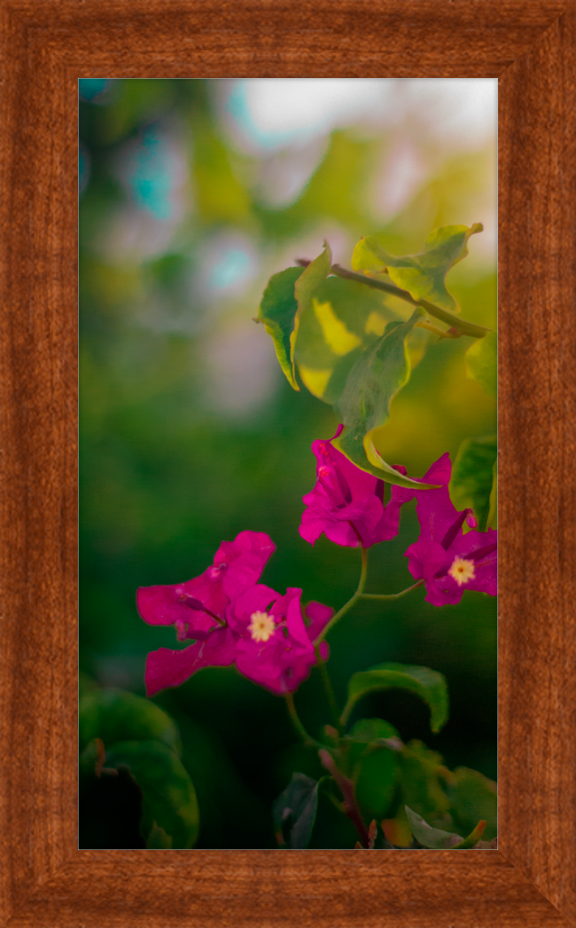Flowers 2