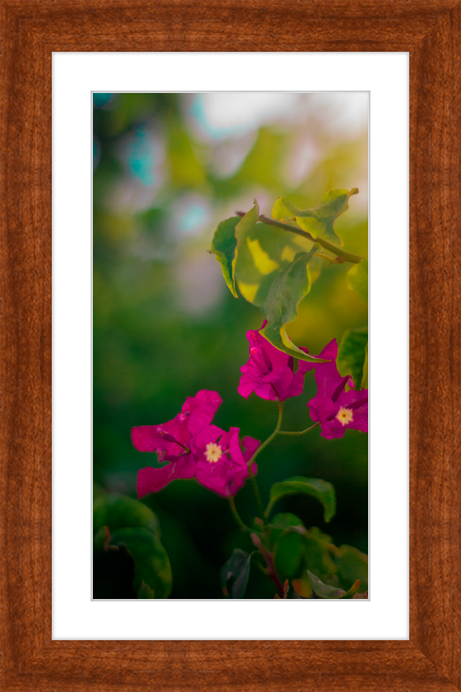 Flowers 2