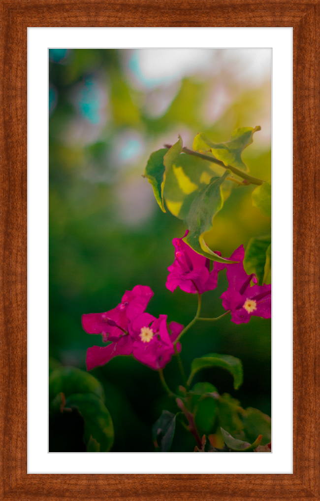 Flowers 2