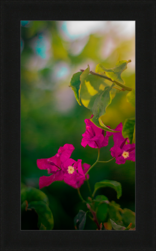 Flowers 2