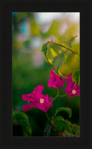 Flowers 2