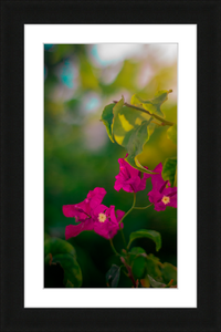 Flowers 2