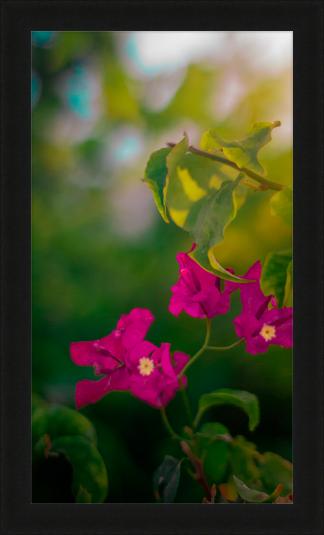 Flowers 2