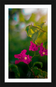 Flowers 2