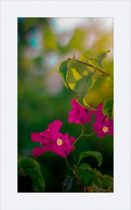 Flowers 2