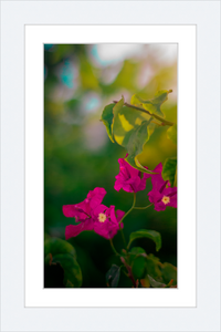 Flowers 2