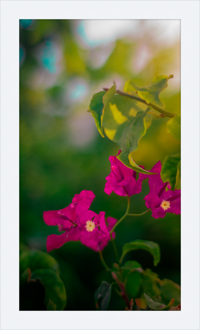 Flowers 2