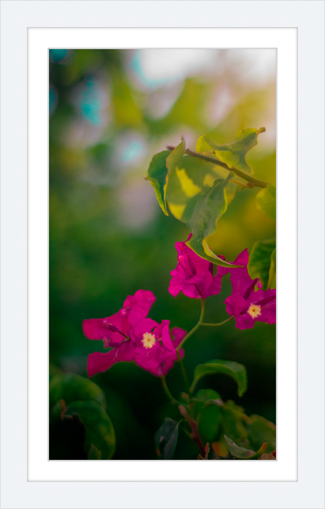 Flowers 2