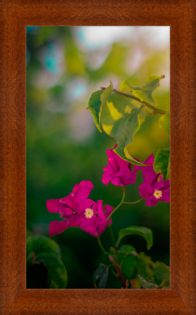 Flowers 2
