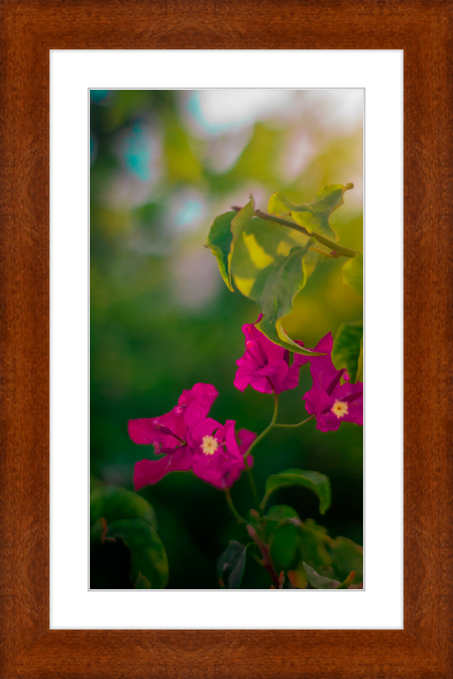 Flowers 2