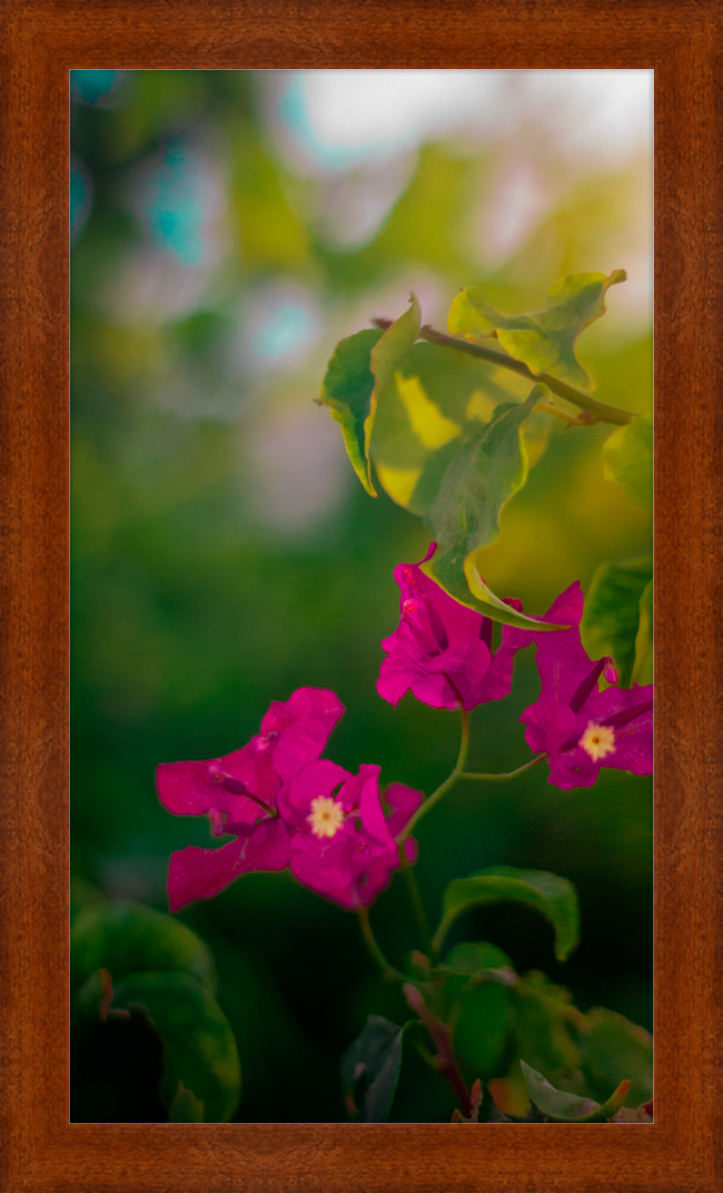 Flowers 2