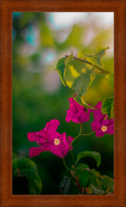 Flowers 2