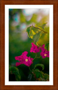 Flowers 2